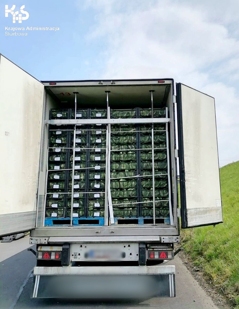 Marihuana ukryta w kalafiorach