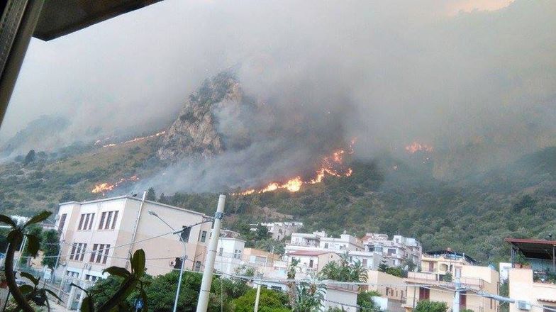 Pożary lasów na Sycylii. Mafia podpala je... kotami