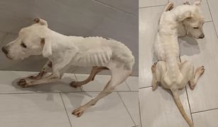 Głodziła suczkę i trzymała ją w wannie. 27-latka z Łodzi została zatrzymana