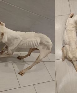 Głodziła suczkę i trzymała ją w wannie. 27-latka z Łodzi została zatrzymana