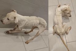 Głodziła suczkę i trzymała ją w wannie. 27-latka z Łodzi została zatrzymana