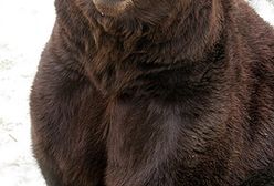 Niedźwiedzie obudziły się ze snu zimowego