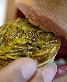 Nietypowe ministerialne menu