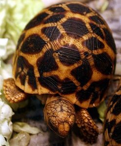 Stanie przed sądem, bo chciał sprzedać żółwia