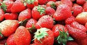 Spekulują na truskawkach metodą "na cukier"