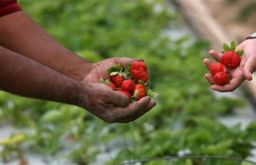 Polacy powiesili się na plantacji truskawek w Anglii