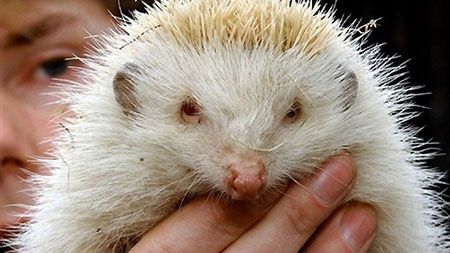 Jeż umie się bronić przed intruzami