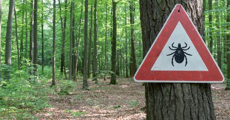 Kleszcze 2019: Naukowcy ostrzegają przed plagą. Sprawdź, jak należy chronić się przed kleszczami i jakie są objawy boreliozy