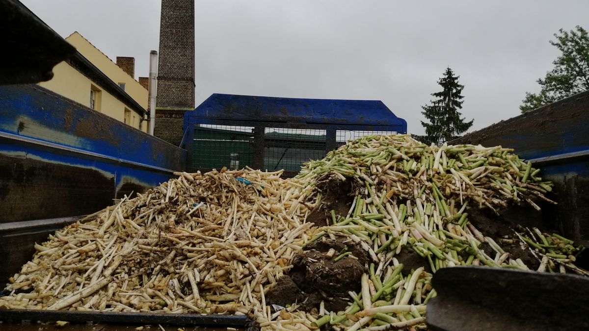 Praca przy zbiorach szparagów w Niemczech jest. Chętnych - znacznie mniej niż zwykle