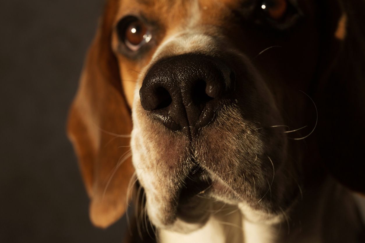 Psy potrafią wywęszyć raka płuc. I to z 97-procentową dokładnością