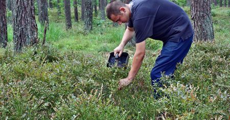 Polacy uwielbiają te owoce. Niewielu wie, jak ogromnym zagrożeniem mogą być