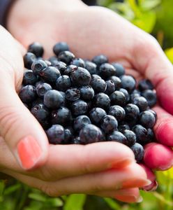 Zbieracze jagód niszczą Karkonosze. Grożą im wysokie mandaty