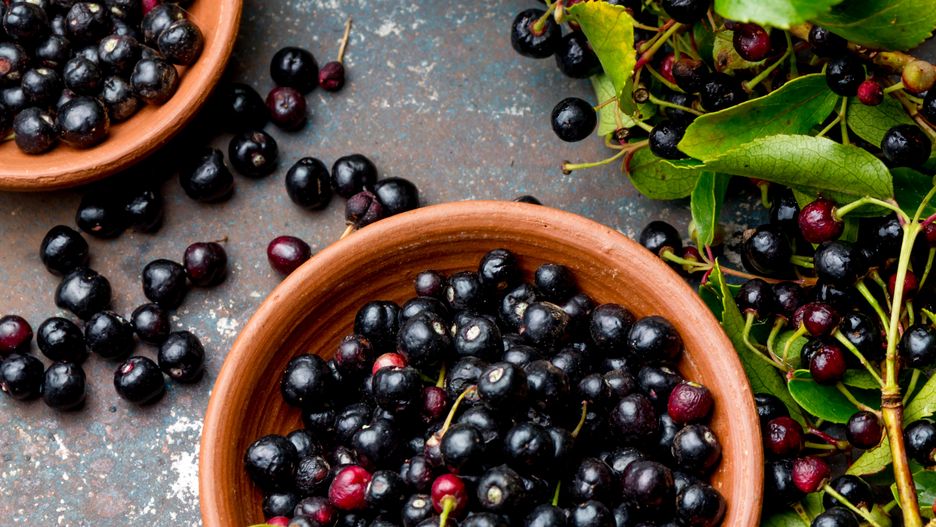 Jagody maqui wspomagają przemianę materii