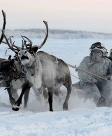 Renifery w służbie rosyjskiej armii