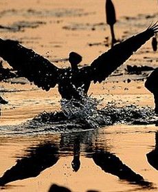 Niebezpieczne ptasie migracje