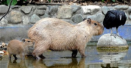 Narodziny w zoo