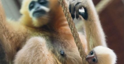 Niezwykłe wydarzenie we wrocławskim ZOO