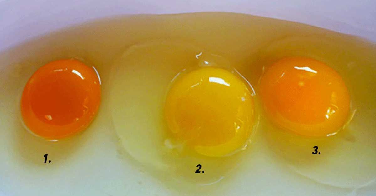 Zobacz jak wiele możesz dowiedzieć się o pochodzeniu jajka po kolorze jego żółtka