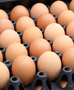 Salmonella w kurniku GIS ostrzega