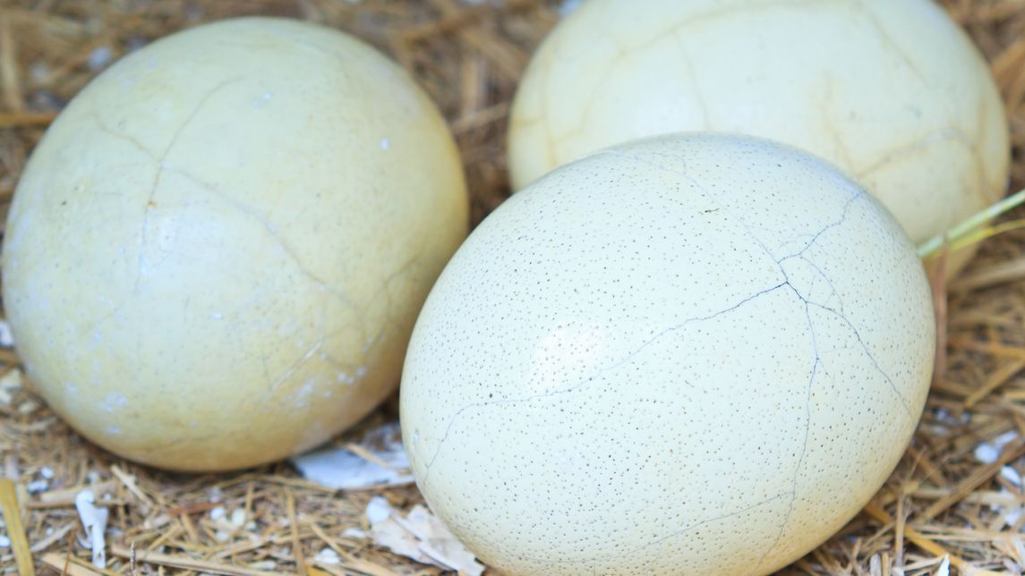 Hilton wycofa jajka klatkowe.