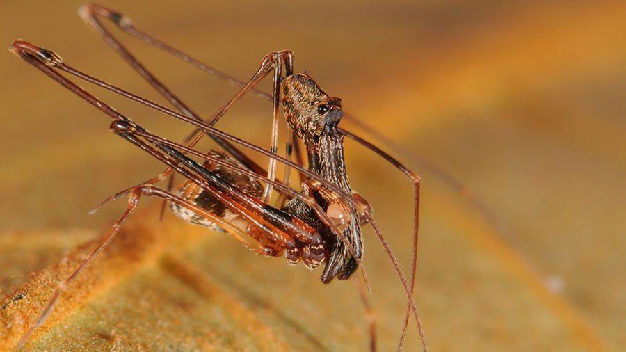 Eriauchenius milajaneae 