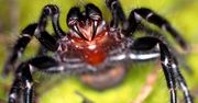 Australijczycy nie mają lekko. Po pożarach i ulewach muszą zmagać się z pająkami