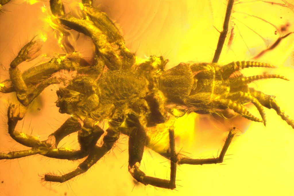 Prehistoryczny pajęczak znaleziony w bursztynie. To "monstrum" ma nawet kolczasty ogon