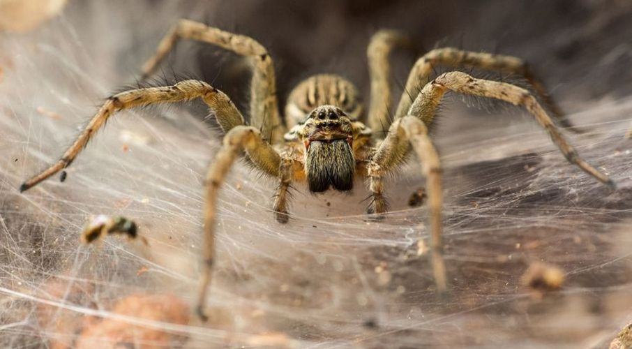 Wściekłe pająki. Wszystkiemu winne zmiany klimatu