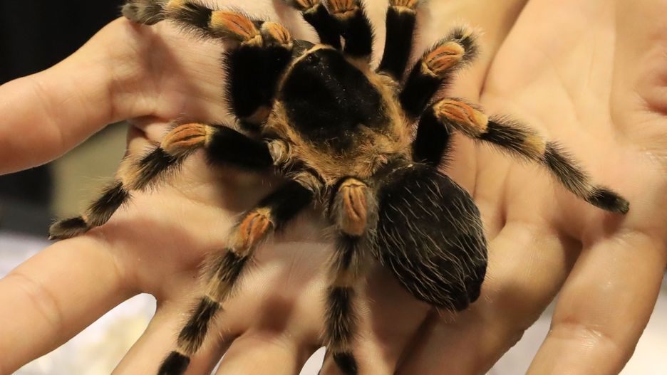 Brachypelma hamori - meksykański gatunek tarantuli.