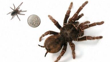 Pająk groźniejszy niż bin Laden?