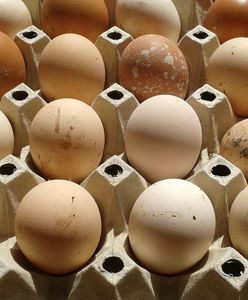 Aldi rezygnuje z jajek z chowu klatkowego. To kolejna sieć, która złożyła taką deklarację