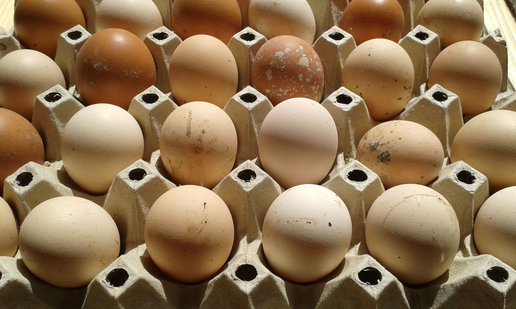 Ceny jaj rosną, nie tylko w Polsce, ale w całej UE. Winny m.in. środek owadobójczy wykryty na europejskich fermach