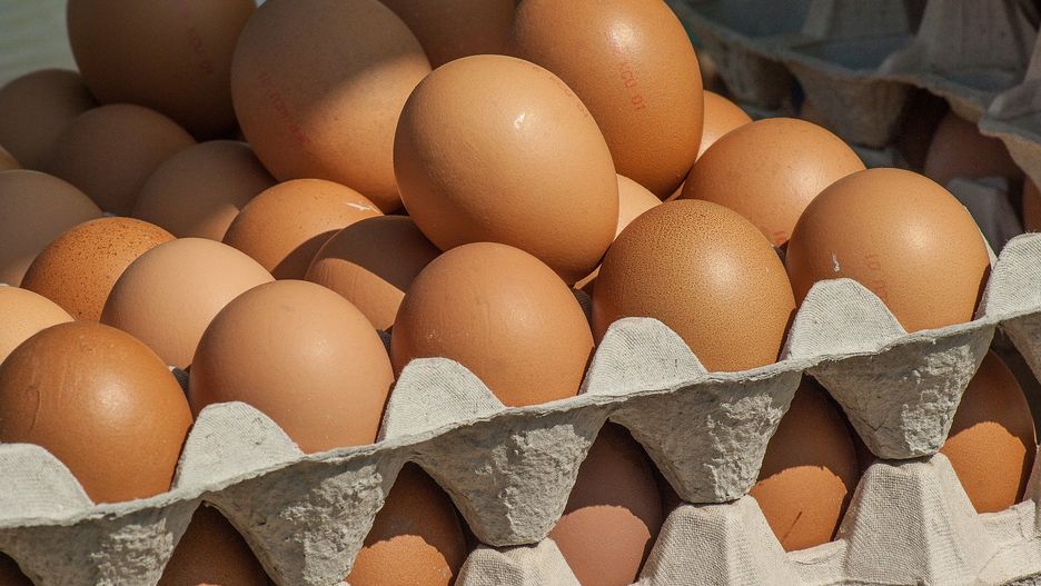 Salmonella. Do zakażenia dochodzi najczęściej po zjedzeniu surowych jaj
