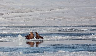 Wraca na Arktykę od 25 lat. "To kwintesencja naszego świata"