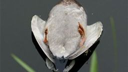 Wirus ptasiej grypy dotarł do Szwecji