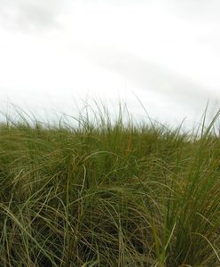 Makabryczne znalezisko w Rzykach. Fragmenty ciała na łące