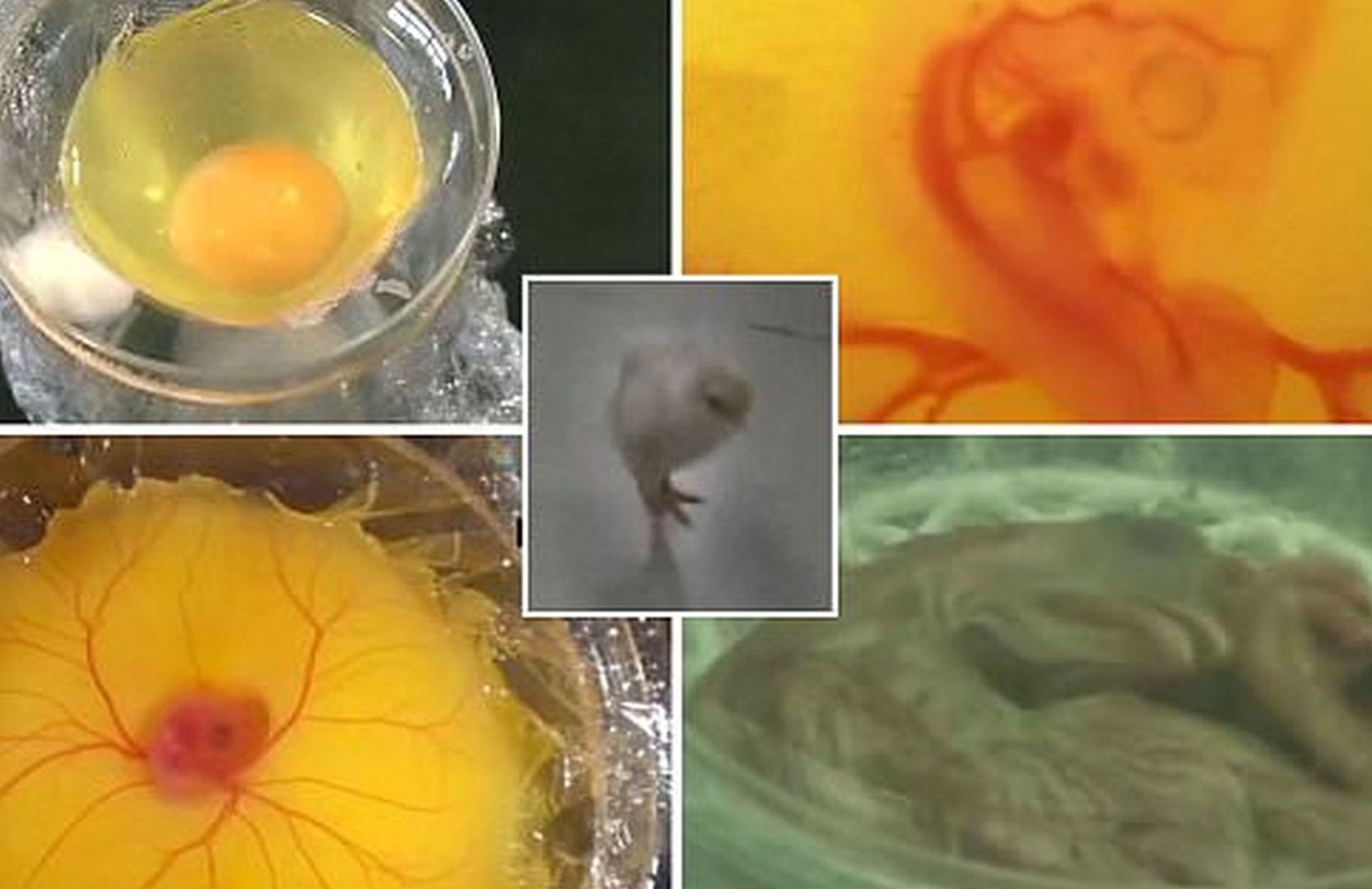 Pierwszy raz możesz zobaczyć, jak kurczak rośnie w jajku