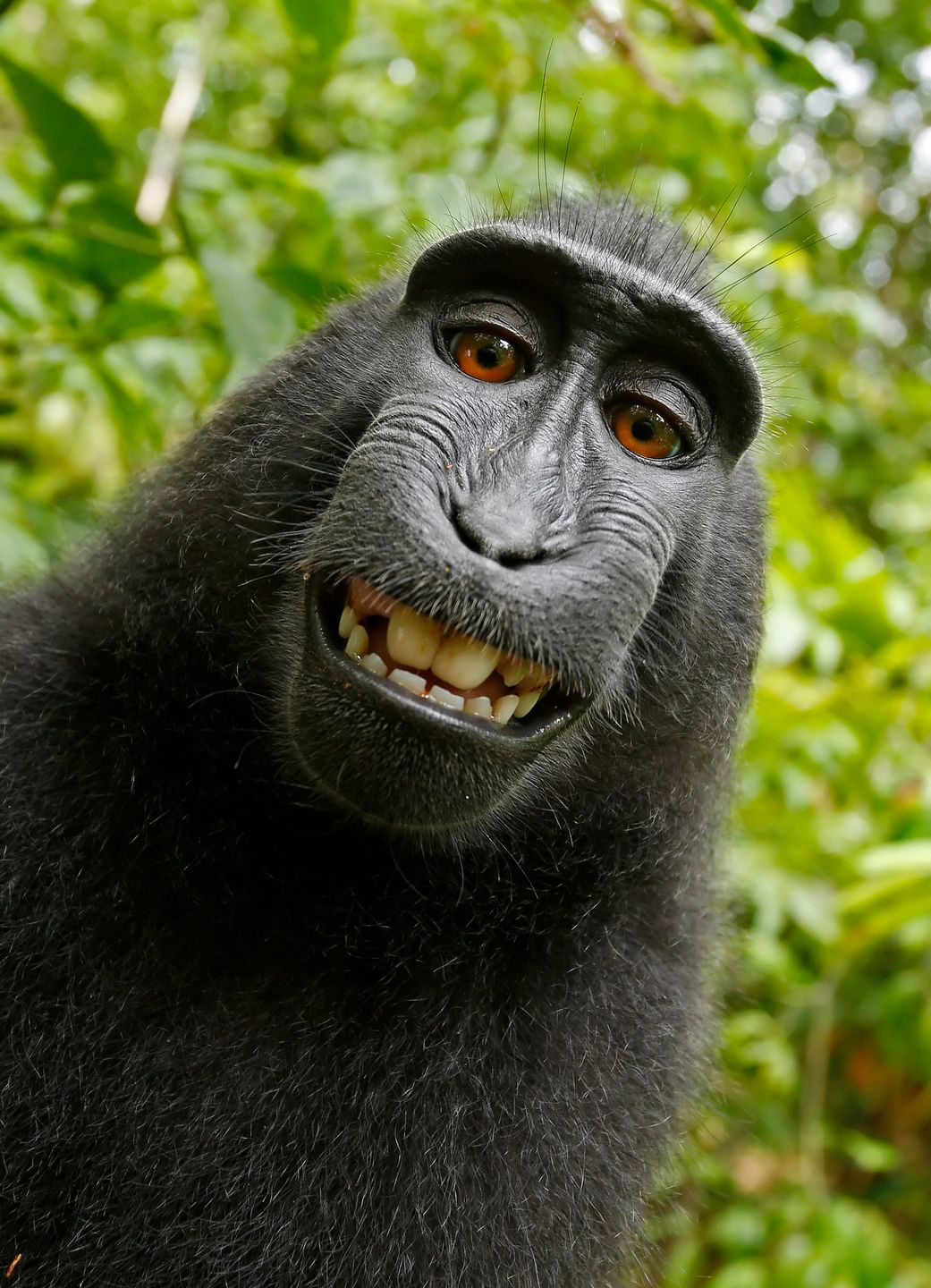 PIC BY A WILD MONKEY / DAVID SLATER 