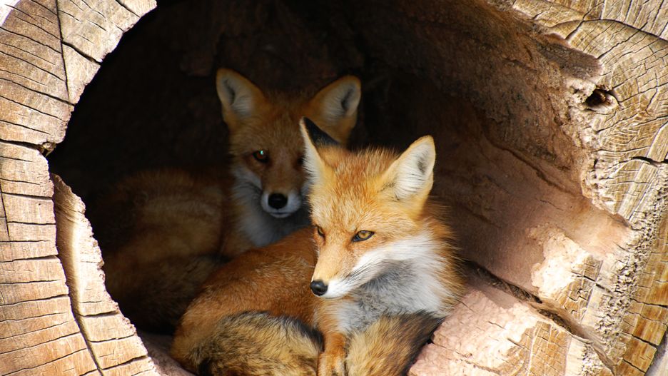 Podkarpackie przeprowadzi akcję szczepienia lisów.