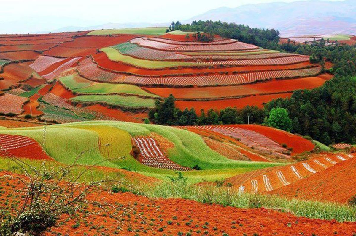 Dongchuan Red Lan