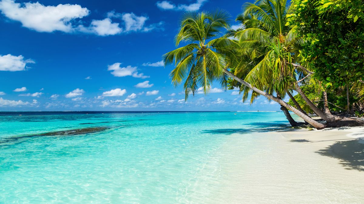 coco palms on paradise beach