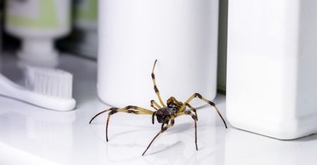 Gdy zobaczysz pająka w domu, nie zabijaj go! Czas zastosować 3-składnikowy spray
