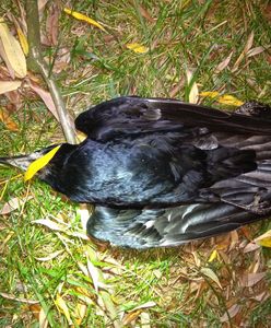 Znaleziono kolejne martwe ptaki. Tym razem w okolicach Okęcia