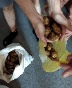 Pan Kanapka to już przeżytek. Teraz pora na Pana Ziemniaka