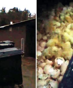 Żywe kurczaki w kontenerze z odpadami. "Awaria przy utylizacji"