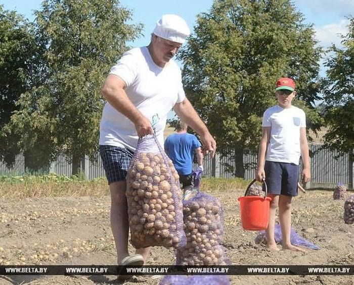 Prezydent Białorusi na wykopkach