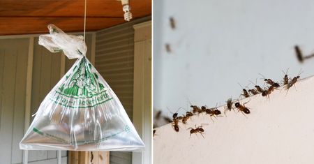 Domowe pułapki na insekty. W kilka chwil pozbędziesz się robactwa