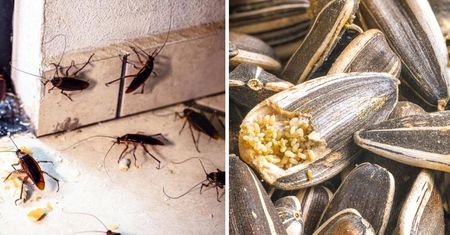 7 insektów sprawiających największe problemy w domu. Pozbędziesz się ich naturalnymi sposobami