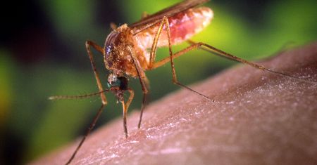 W Azji rozprzestrzenia się "super-malaria". Naukowcy biją na alarm