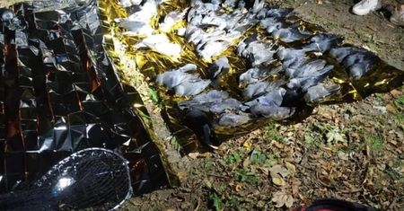 Warszawa. Martwe ptaki spadają z nieba